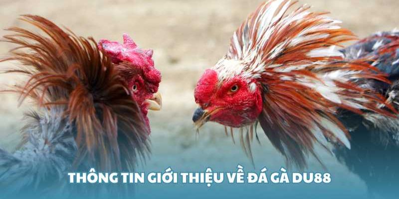 Đôi nét về đá gà tại nhà cái du88 